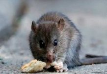 China registra la primera muerte por hantavirus primer muerto