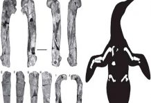 Científicos argentinos hallan en Antártida fósiles de un pingüino gigante isla marambio
