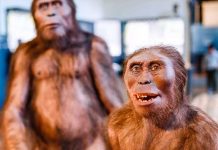 Homo erectus es unos 200.000 años más antiguo de lo que se creía