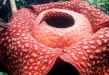 Hallan en Indonesia la flor más grande del mundo (FOTOS) variedad