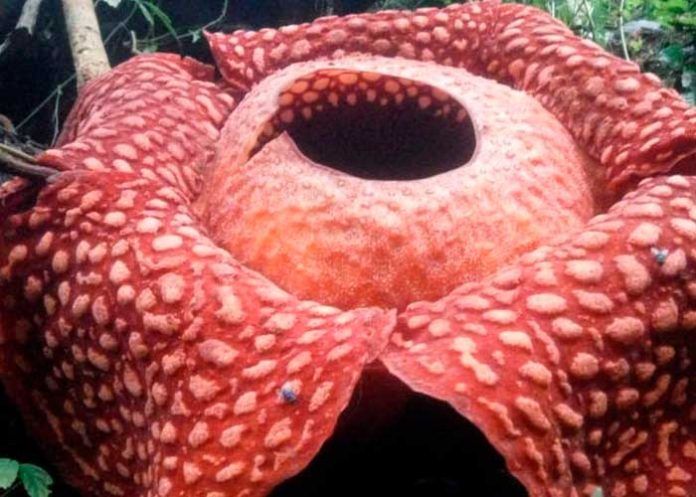 nota-6_STGZCq6 variedad