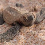 16 de Junio: Día Mundial de las Tortugas Marinas dia mundial