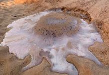 Elevadas temperaturas derriten enormes medusas en una playa australiana altas temperaturas