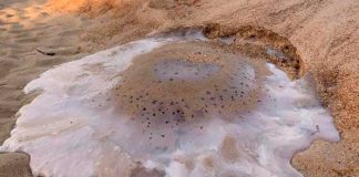 altas temperaturas