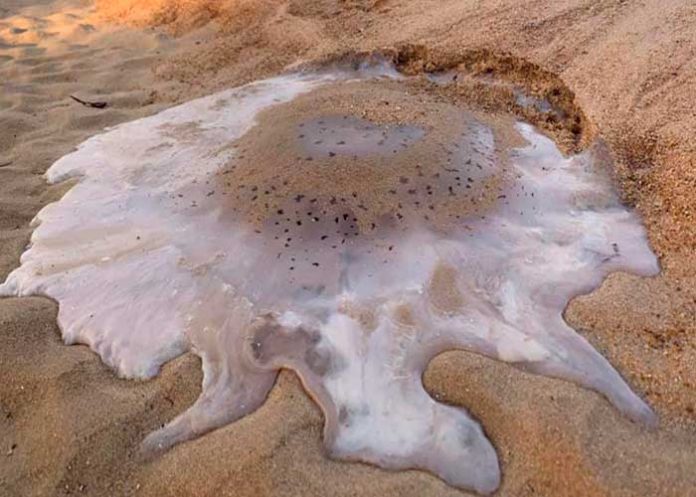 nota-6_krlZkOs altas temperaturas