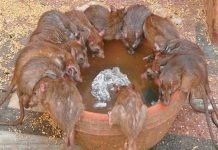 Hantavirus: ¿Cómo se contagia y cuáles son los síntomas? oms