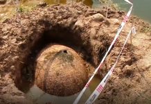 Caparazón de un gliptodonte de más de 10 mil años de antigüedad