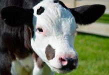 Nacen dos terneros sin cuernos al manipular genes