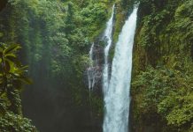 Hallan potente antibiótico en una selva tropical de México