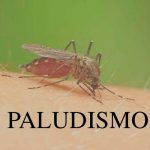 Paludismo: ¿ Que es, síntomas y causas ? paludismo