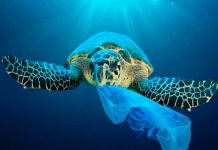Crean tortuga tecnológica para detectar microplásticos en los océanos