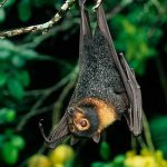 Los murciélagos preparan a los virus para ser más resistentes coronavirus