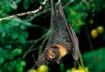 Los murciélagos preparan a los virus para ser más resistentes coronavirus