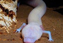 Rara salamandra no se ha movido del mismo lugar en 7 años