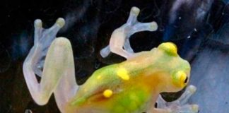 ranas de cristal