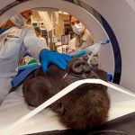 Operan de cataratas a gorila en el zoológico de San Diego envejeciemiento