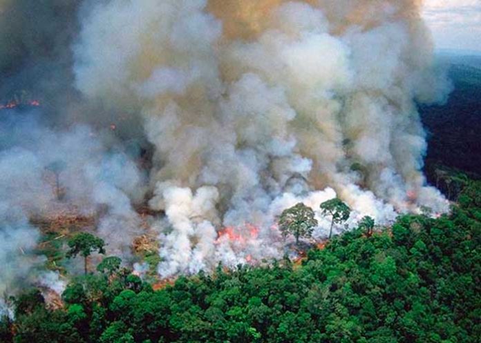 nota-8_bcqOZUv deforestacion