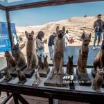 Encuentran en Egipto momias de cachorros y 75 estatuas de madera y bronce (FOTOS) gatos