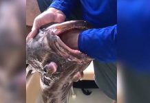 Sacan tres bolsas de plástico del estómago de un pez en las Bahamas (FOTOS)