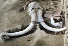 Arqueólogos descubren una de las primeras trampas artificiales de mamuts tultepec