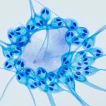 Descubren al primer ser vivo que no necesita oxígeno para vivir descubrimiento