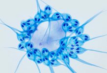 Descubren al primer ser vivo que no necesita oxígeno para vivir descubrimiento