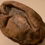 Descubren en la Antártida el huevo más grande de la era de los dinosaurios ciencia