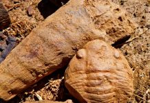 Descubren un misterioso fósil marino de hace 465 millones de años