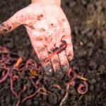 lombrices de tierra