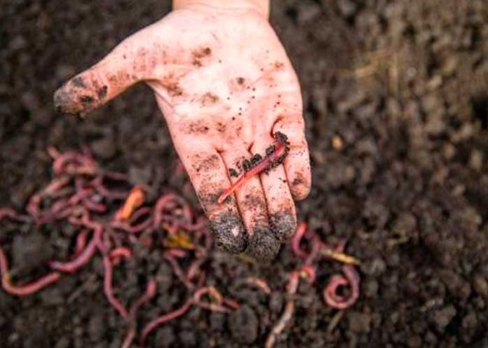 lombrices de tierra