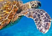 Tortuga de dos cabezas es encontrada en una playa de Carolina del Sur