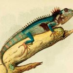 Hallan una lagartija con cuerno que no se había visto en 130 años estudio