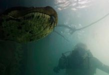 Dos buzos se encontraron cara a cara con una anaconda de 7 metros (Video)