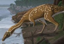 Encuentran restos de un inusual dinosaurio de cuello largo en Australia