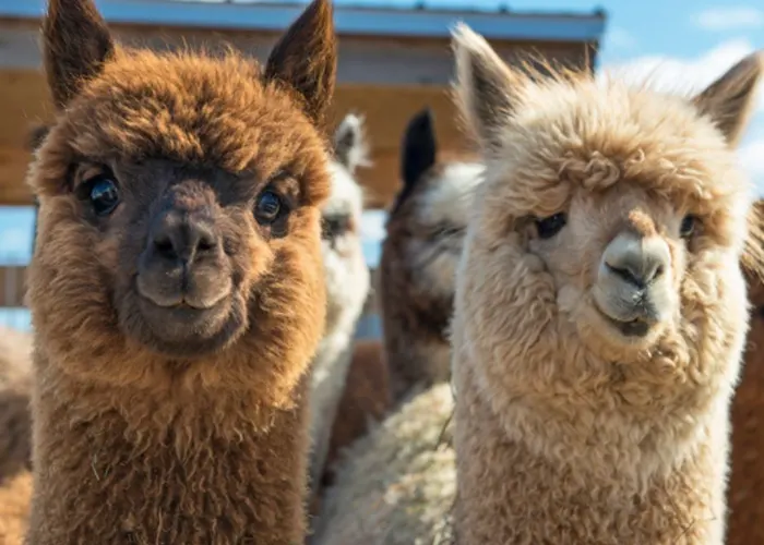 Las llamas serían la clave para obtener anticuerpos contra el coronavirus estudio