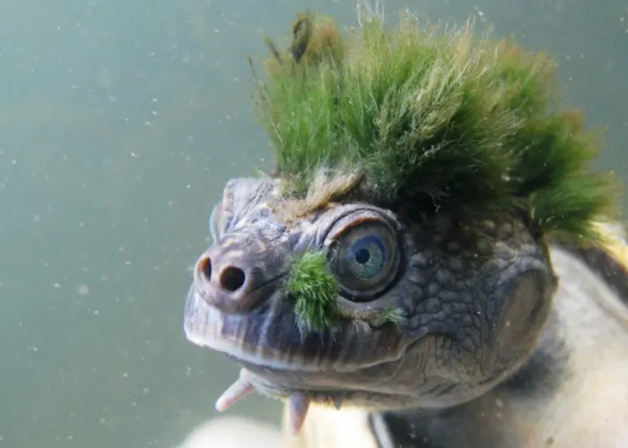 nota_13_7Nuk8t2 arbol evolutivo