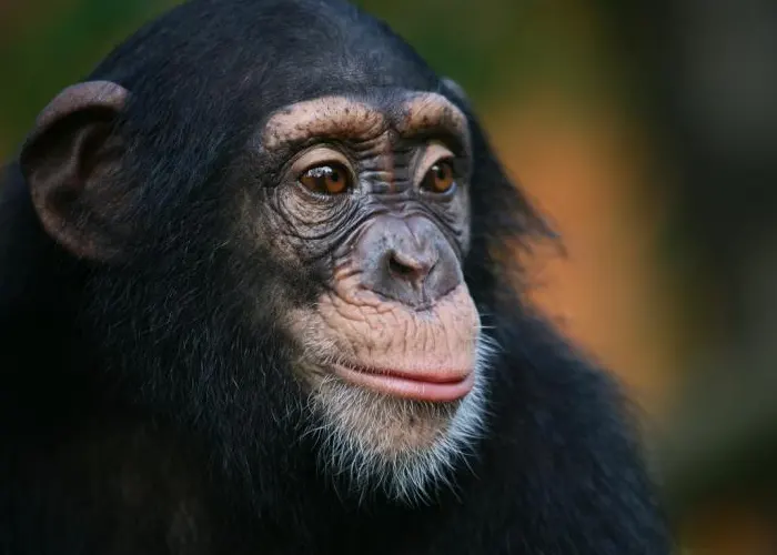 Los chimpancés golpean sus labios en ritmos similares al lenguaje humano istoria evolutiva