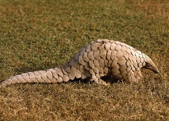 El coronavirus no saltó de los pangolines a humanos, apunta un estudio comunidad cientifica