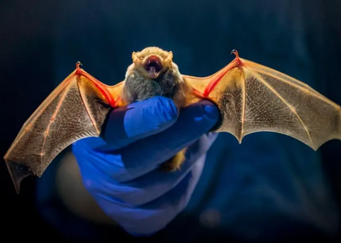 Murciélago de herradura chino es el portador original del coronavirus estudio