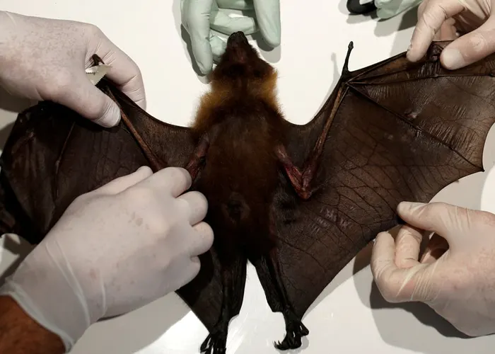 Descubren nuevo coronavirus «genéticamente muy similar» al SARS-CoV-2 descubrimiento