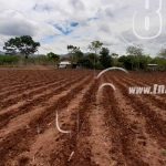 Tierras segovianas listas para la siembra del ciclo de primera nicaragua