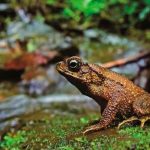 Hallan 20 nuevas especies de flora y fauna en Bolivia bolivia