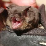 Florida: Muere un niño al que un murciélago le contagió de rabia