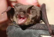 Florida: Muere un niño al que un murciélago le contagió de rabia