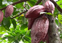 Ocotal: Productores de cacao fortalecen sus técnicas de trabajo