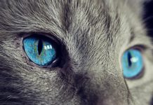 «El gato más aterrador»: Su piel arrugada causa pavor en las redes (FOTOS) suiza