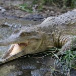 Caimán arrastra y mata a una mujer por salvar a su perro mujer