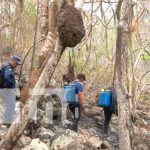 Articulan esfuerzos para proteger Ometepe de incendios forestales nicaragua
