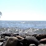 Lo que no conocías de los tiburones que aparecieron en Ometepe nicaragua