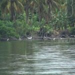 Ometepe: Conozca la oferta turística del municipio Moyogalpa nicaragua